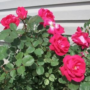 Meet your Posher, Cj